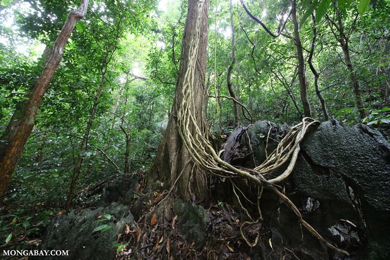 越南的一處喀斯特森林（岩溶地貌）。圖片來源：Rhett A. Butler（Mongabay）