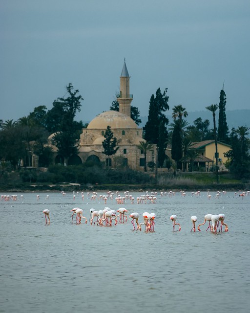 Flamingos have arrived in Cyprus