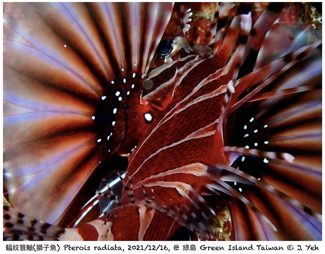 輻紋簑鮋(獅子魚) Pterois radiata