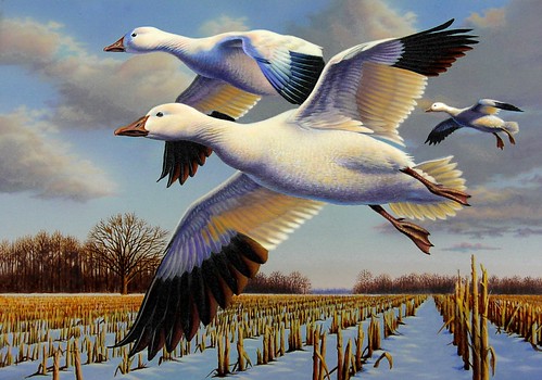 Illustration of snow geese above a cornfield