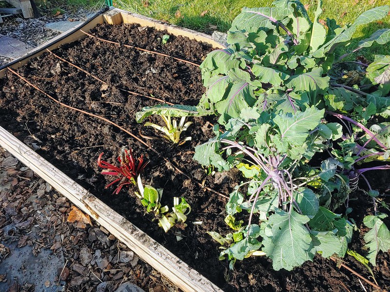 Winterizing Garden - year-old leaf mulch for the kohlrabi and chard