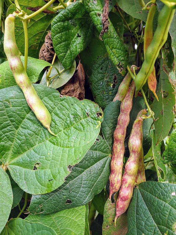 French Horticultural Beans (Hart's)