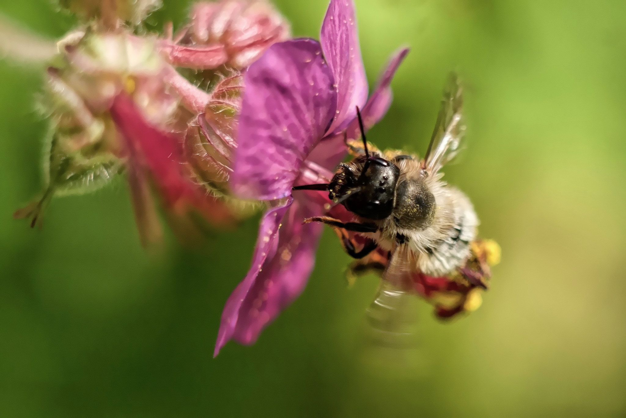 Bee and Geranium – Rechtmehring, Upper Bavaria, Germany