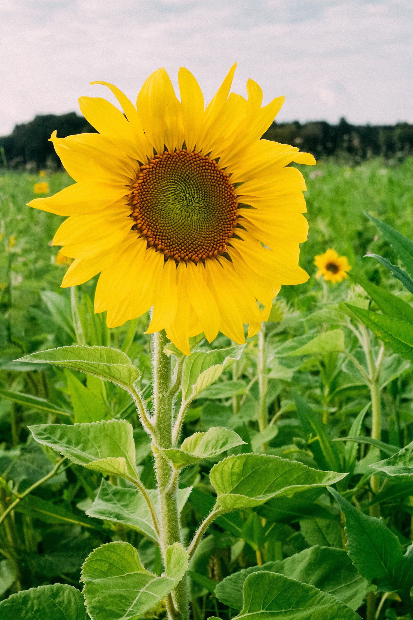 Sunflower – Soyen, Upper Bavaria, Germany
