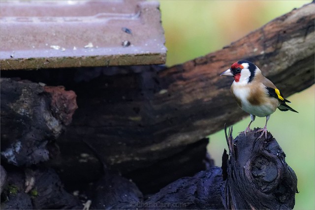 Chardonneret élégant - Carduelis carduelis - European Goldfinch