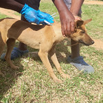 A dog gets a rabies vaccine shot A dog gets its rabies vaccine shot during the rabies vaccination campaign in Machakos County, Kenya running running between 7 and 24 December 2020 (photo credit: ILRI/Geoffrey Njenga).