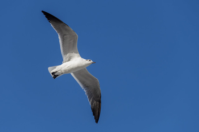 1357 Seagull