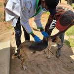 A dog gets a rabies vaccine shot A dog gets it&#039;s rabies vaccine shot during the rabies vaccination campaign in Machakos County, Kenya running running between 7 and 24 December 2020 (photo credit: ILRI/Geoffrey Njenga).