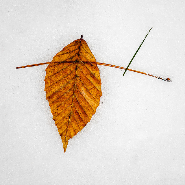 Leaves In Snow #1