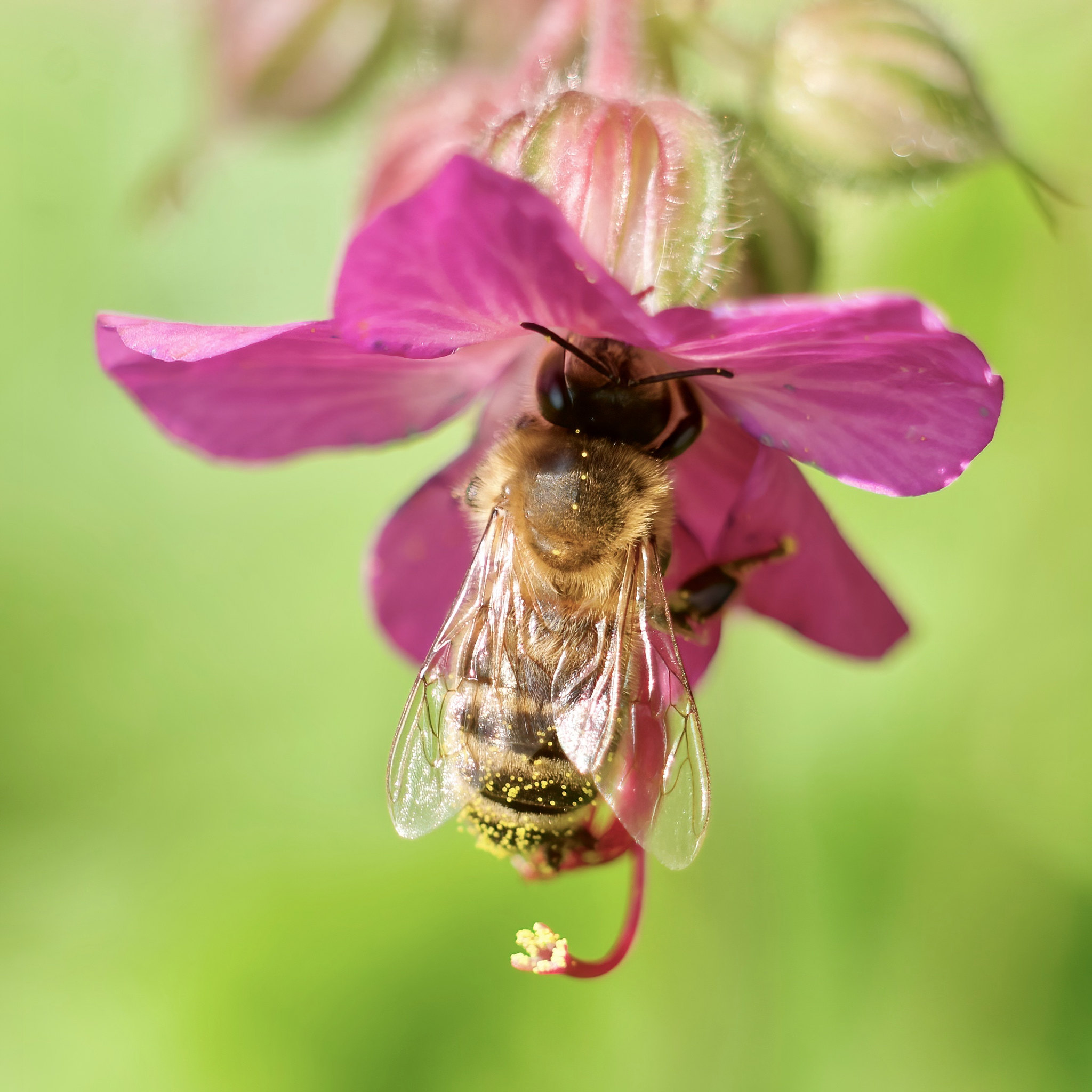 Bee and Geranium – Rechtmehring, Upper Bavaria, Germany