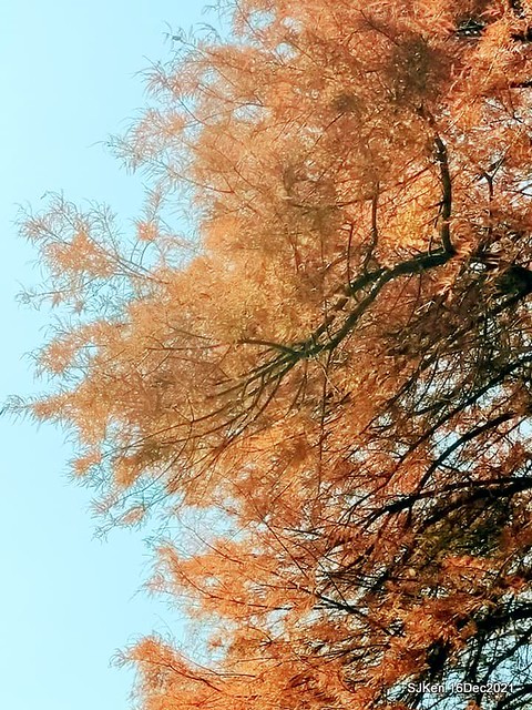 Larix pine at Bi-Hu garden, Taipei, Taiwan, SJKen, Dec 16,2021.