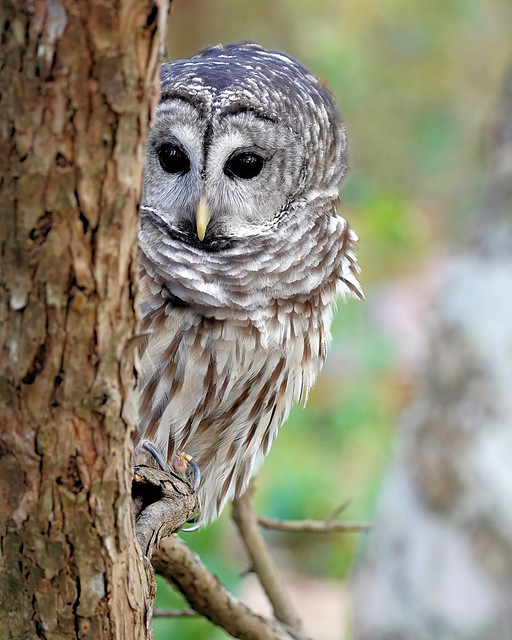 Barred Owl (Rescued)