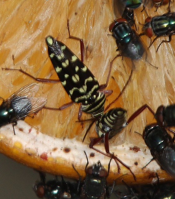 Placosternus difficilis, Mesquite Borer Beetle