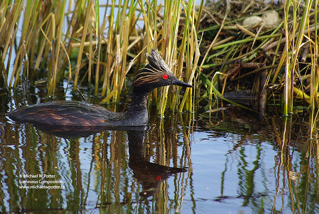 Eared Grebe near nest with two eggs