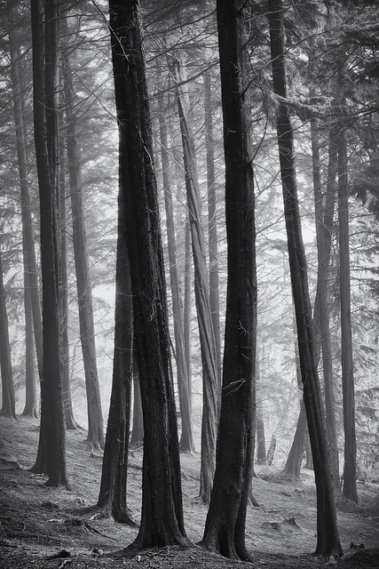 Pine wood mist