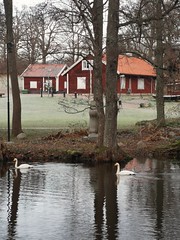 Sångsvanar i Åkers kanal, Åkersberga, Österåker.