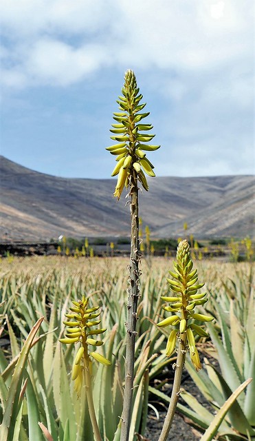 Aloe Vera Flower.  Lumix DMC- FZ10000. P1300340.