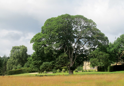 Topiary and Tree near Chesters Fort, Hadrian's Wal