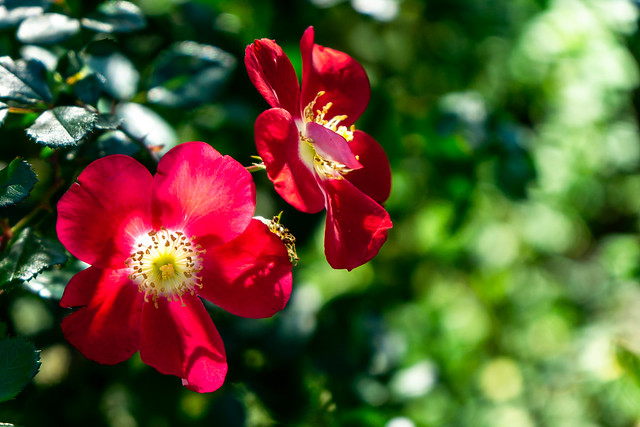 Red Rose (Hiawatha) : バラ（ヒアワサ）