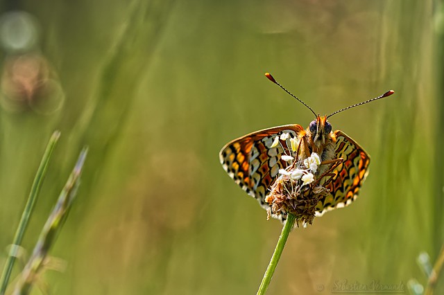 Nymphalidae Melitaea