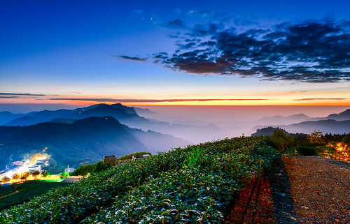 taiwan chiayi alishan outdoors teagarden mountain nature sunset shizhuo 台灣 嘉義 竹崎鄉 頂石棹 茶園 夕陽 阿里山