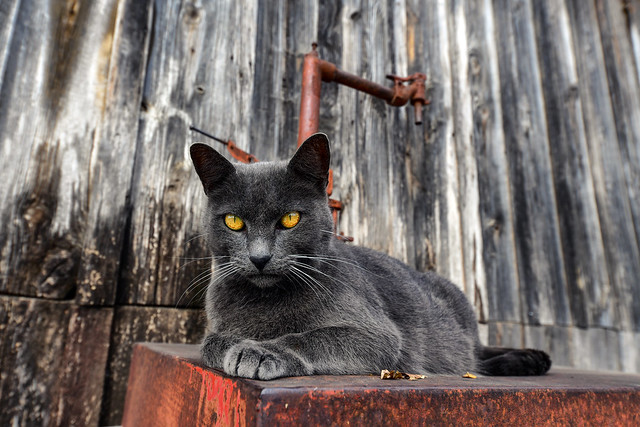 Old Country Store Cat