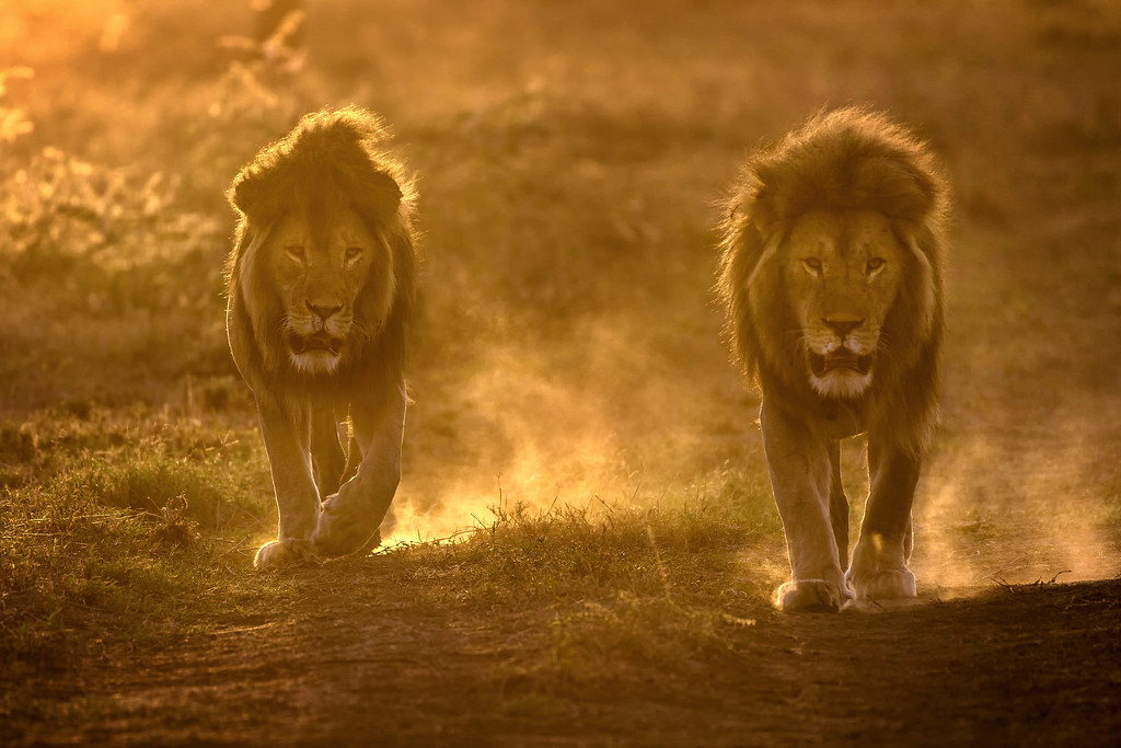 Two male lions walk side by side to a watering hole just after sunrise in the Ndutu region of Ngorongoro Conservation Area, Tanzania, East Africa