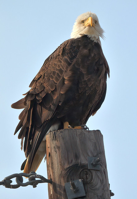 DSCN9318 Bald Eagle