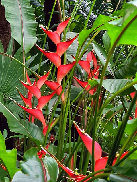 Bright in the Jungle. Heliconia stricta, Hortus Botanicus, Amsterdam, The Netherlands