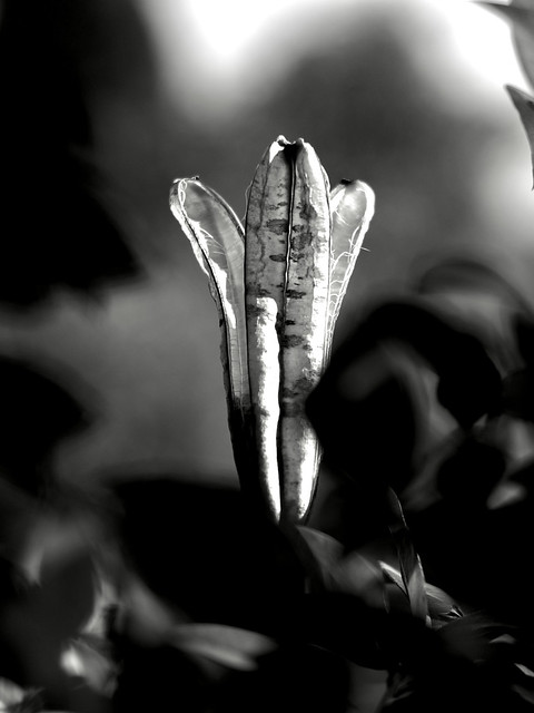 Lily Seed Pod
