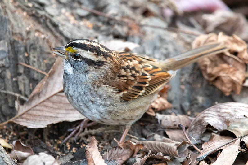 white-throated-sparrow-9914
