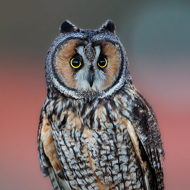 Long-eared Owl at Dusk
