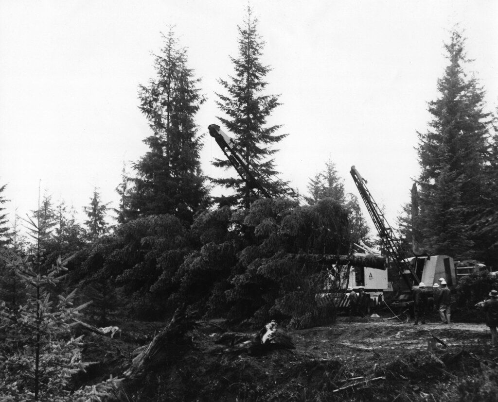 Cutting and loading National Christmas Tree.