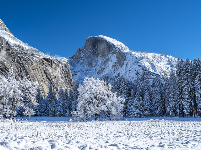 Winter Cook's Meadow Elm Tree Snow-Covered Branches: Yosemite Winter Wonderland Fine Art Landscape Photography! Yosemite National Park Snowstorm Fuji GFX 100 Fine Art Landscape! Dr. Elliot McGucken Master Medium Format Fine art Landscape Photographer