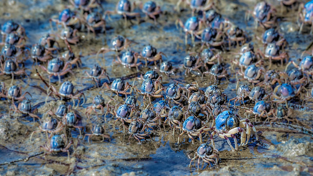 March of the Soldier Crabs