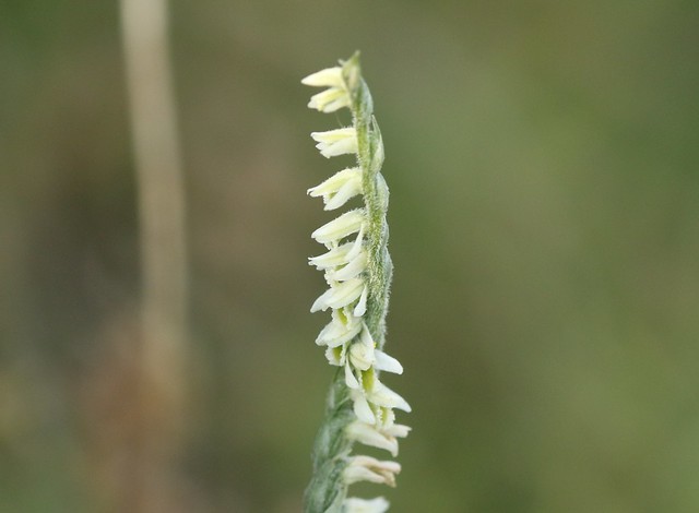 Autumn Lady's-tresses Orchid (Spiranthes spiralis)