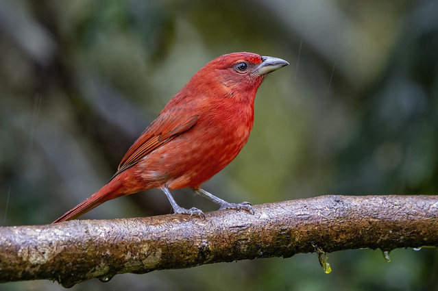 ♂️ Tooth-billed Tanager