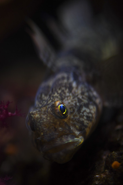 Gobius paganellus - Rock Goby