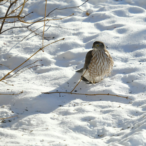 Sharp shinned Hawk | by bratli