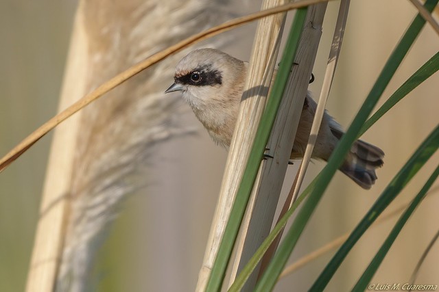 Pájaro moscón (Remiz pendulinus)