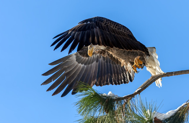 Bald Eagle takeoff.