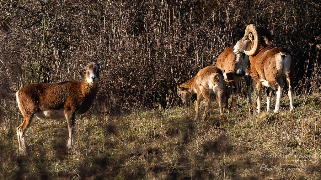 Joli mâle mouflon avec sa famille (Cantal)
