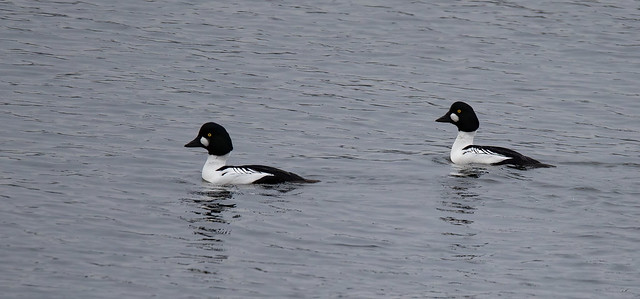 two goldeneyes making a quick getaway