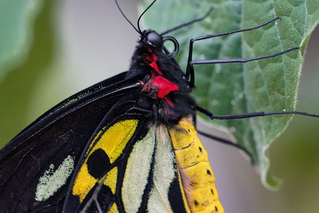 Common Green Birdwing butterfly (close-up)