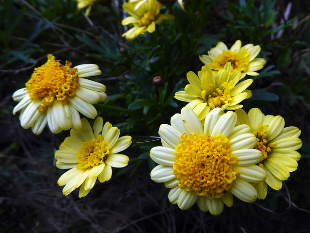 Argyranthemum Molimba Yellow Imp