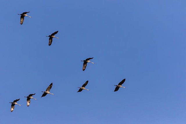 Sandhill Cranes over Bayfield