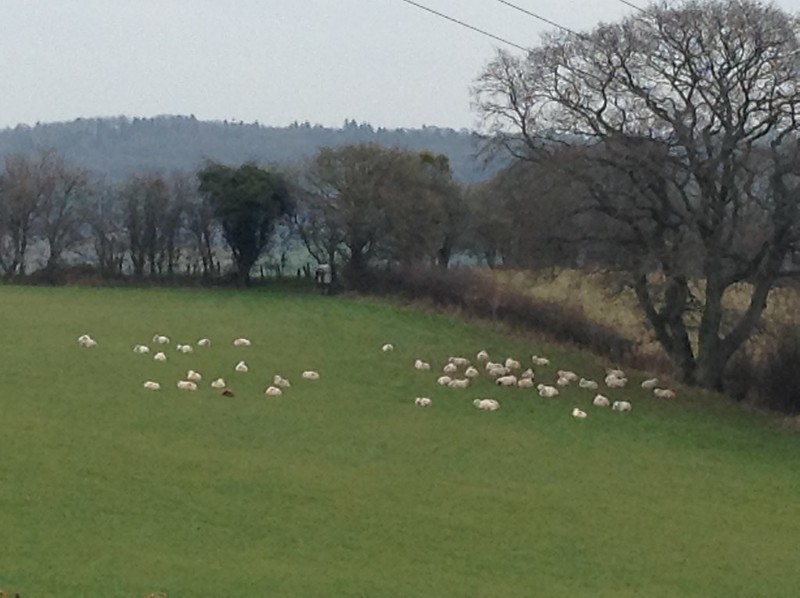 The sheep are back!