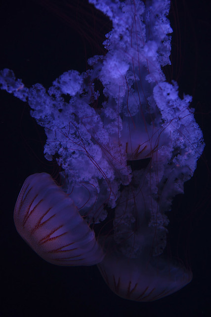 Chrysaora plocamia - South American Sea Nettle