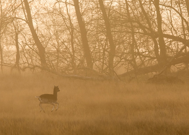 Fallow Deer Early Morning