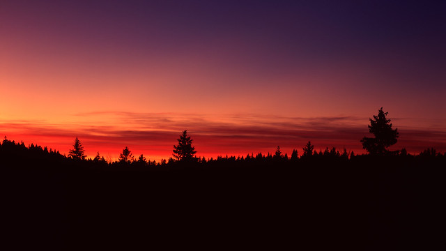 Sunset Over The Spruce Forest